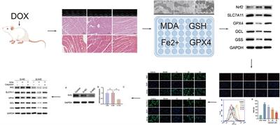 Calycosin alleviates ferroptosis and attenuates doxorubicin-induced myocardial injury via the Nrf2/SLC7A11/GPX4 signaling pathway